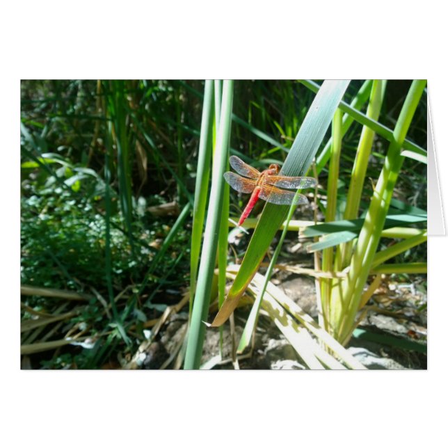 葉の上にしがみつくアカトンボ (正面横)