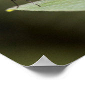 葉の上のガラス翼の蝶 ポスター (角)