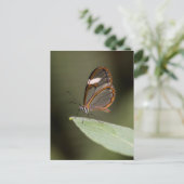 葉の上のガラス翼の蝶 ポストカード (スタンド正面)