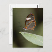 葉の上のガラス翼の蝶 ポストカード (正面/裏面)
