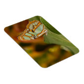 葉の上のマラカイトの蝶 マグネット (右側)