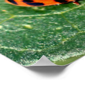 葉の上のラディバグのクローズアップ ポスター (角)