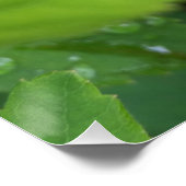 葉の上のラディバグ ポスター (コーナー)