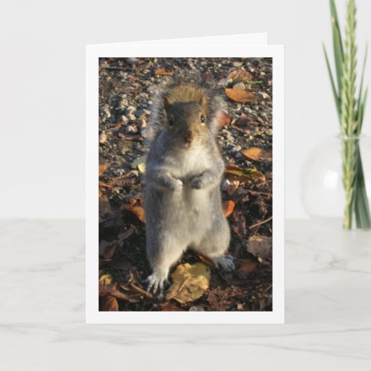葉の中のリス カード (正面)