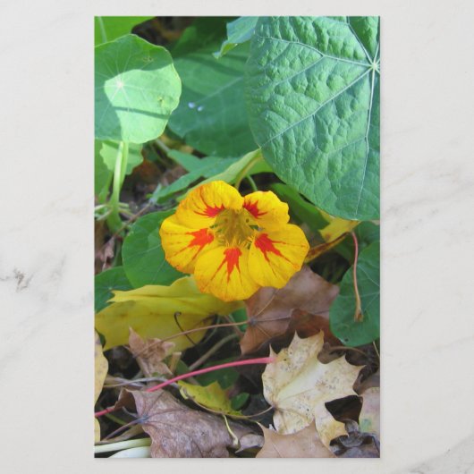 葉の中の花 便箋 (正面)
