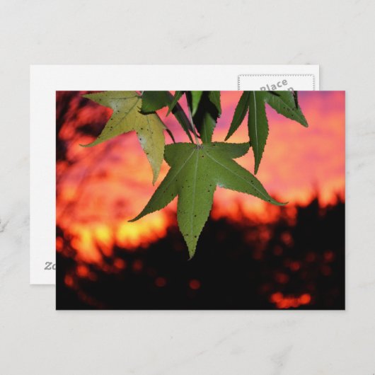 葉の多い夕日 ポストカード (正面/裏面)