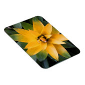 葉の多い庭の黄色い葉植物は マグネット (右側)