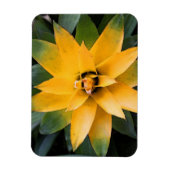 葉の多い庭の黄色い葉植物は マグネット (縦)