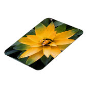 葉の多い庭の黄色い葉植物は マグネット (左側)