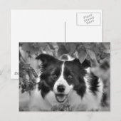 葉の多い森で遊ぶペット犬 ポストカード (正面/裏面)