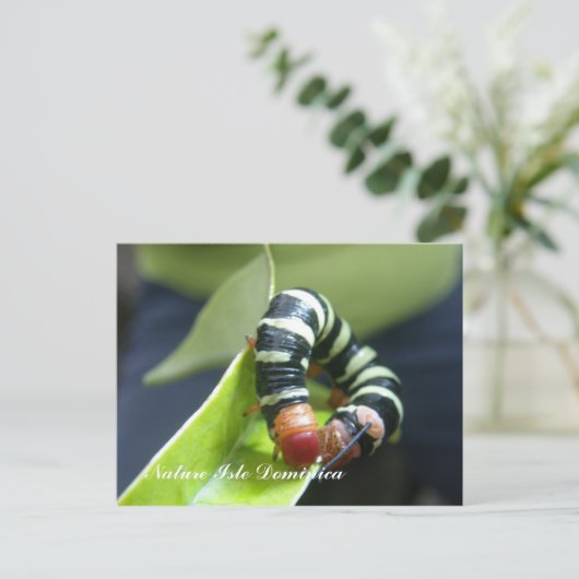 葉の幼虫 ポストカード (スタンド正面)