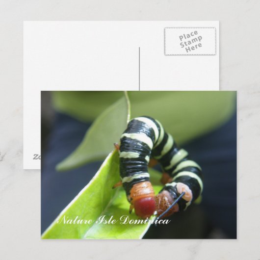 葉の幼虫 ポストカード (正面/裏面)