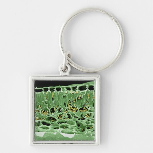 葉の横断面 キーホルダー (正面)