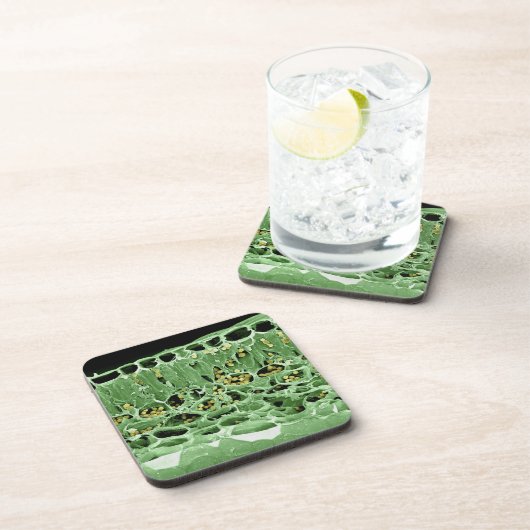 葉の横断面 コースター (右側)