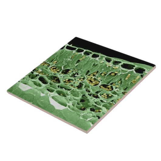 葉の横断面 タイル (側面)