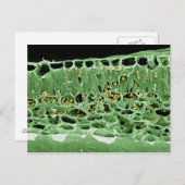 葉の横断面 ポストカード (正面/裏面)