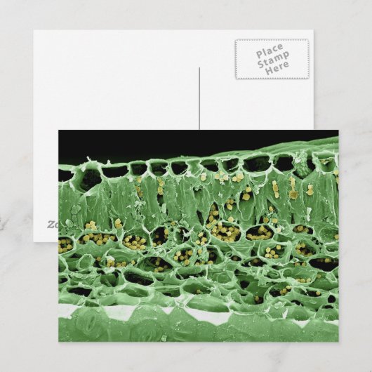 葉の横断面 ポストカード (正面/裏面)