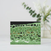 葉の横断面 ポストカード (スタンド正面)