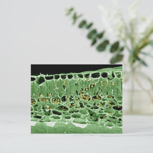 葉の横断面 ポストカード (スタンド正面)