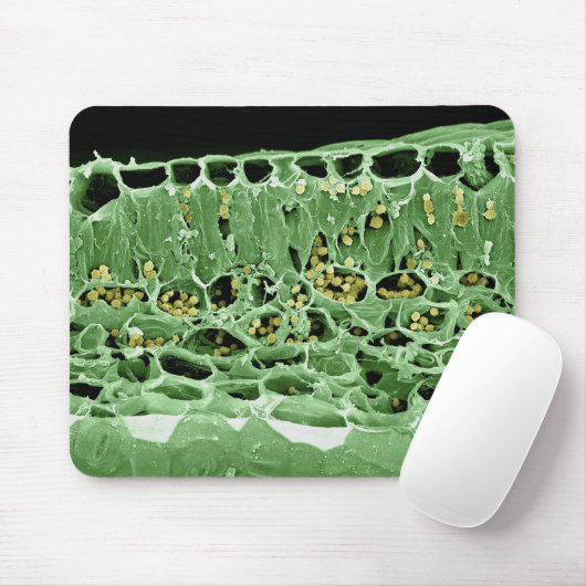 葉の横断面 マウスパッド (マウス)