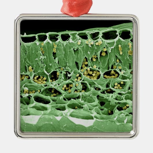 葉の横断面 メタルオーナメント (正面)