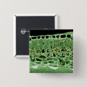 葉の横断面 缶バッジ (正面&裏面)