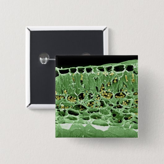 葉の横断面 缶バッジ (正面&裏面)