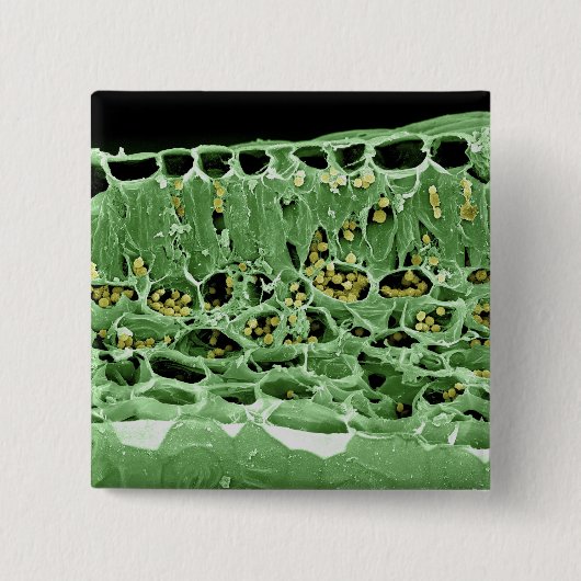 葉の横断面 缶バッジ (正面)