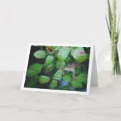 葉の茂る池のカエルの肖像 カード (正面)