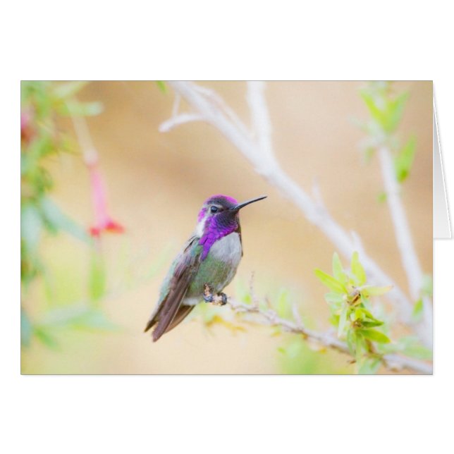 葉の間のコスタのハチドリ (正面横)