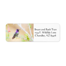 葉の間のコスタのハチドリ