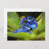 葉の青い毒ダーツカエル1 ポストカード (正面/裏面)