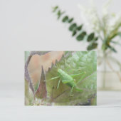 葉はがきに緑のクリケット ポストカード (スタンド正面)