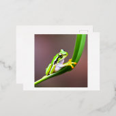 葉はがき用のカエル 箔シーズンポストカード (正面/裏面)