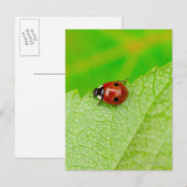 葉を横切るラディバード歩く ポストカード (正面/裏面)