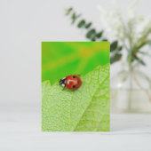 葉を横切るラディバード歩く ポストカード (スタンド正面)