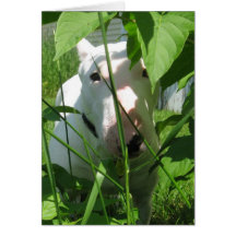 葉を通ってかいま見る英国のブルテリア