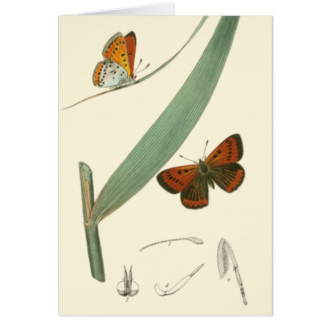 葉カラフルを舞うのまわりに蝶 (正面)