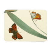 葉カラフルを舞うのまわりに蝶 マグネット (横)