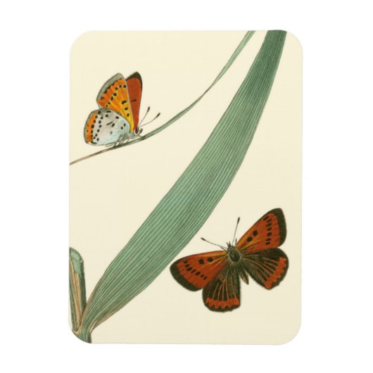 葉カラフルを舞うのまわりに蝶 マグネット (縦)