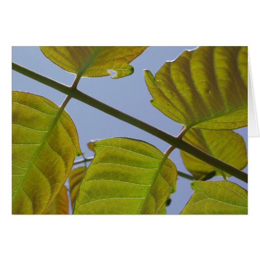 葉カード (正面横)