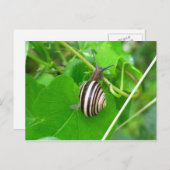 葉ストライプの葉書にカタツムリを描く ポストカード (正面/裏面)