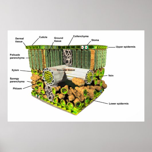 葉ポスターの解剖学 ポスター (正面)