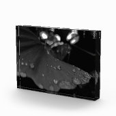 葉上の黒白の露 フォトブロック (右)