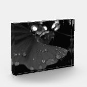 葉上の黒白の露 フォトブロック (左)