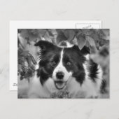 葉付き遊の森で飼っている犬 ポストカード (正面/裏面)