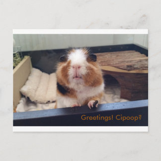 葉巻ウンチポストカード ポストカード