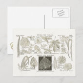 葉形成 ポストカード (正面/裏面)