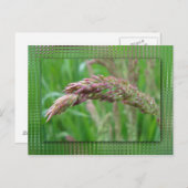 葉書の生育方法 ポストカード (正面/裏面)