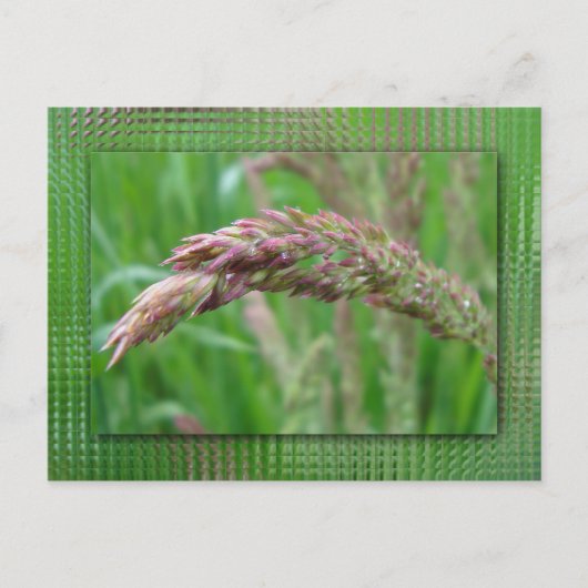 葉書の生育方法 ポストカード (正面)